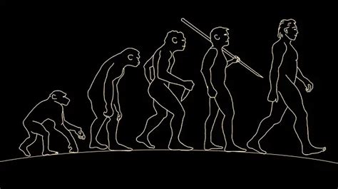 Human Evolution: A Brief Overview, Stages and Timeline