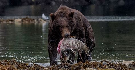 NCC: Land Lines - Salmon run season: Witnessing the remarkable resilience of chum