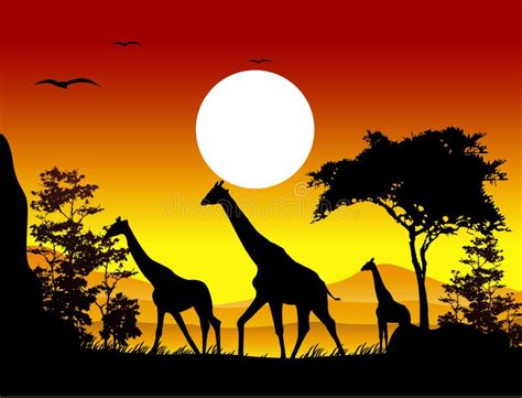 Beauty Silhouette Of Giraffe Family Royalty Free Stock Images - Image: 27048859