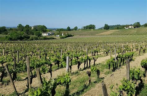 14 Top Saint-Emilion Wineries to Visit in 2024 - Savored Journeys