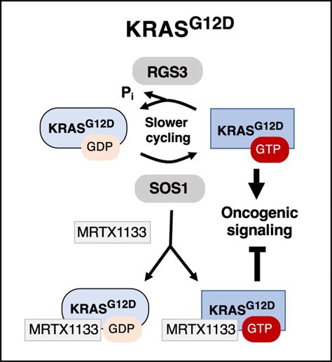 KRAS inhibitors: going noncovalent - Drosten - 2022 - Molecular ...