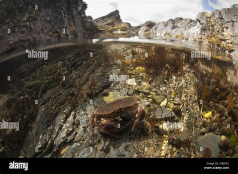 Edible Crab (Cancer pagurus) adult, underwater in rockpool habitat, Cornwall, England, United ...