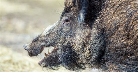 Perceived ‘feral pig’ chases hikers up tree