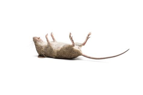 8,334 Dead Mice Images, Stock Photos, 3D objects, & Vectors | Shutterstock