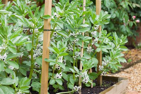 How to Grow Fava Beans (Broad Beans): The Complete Guide | Almanac.com