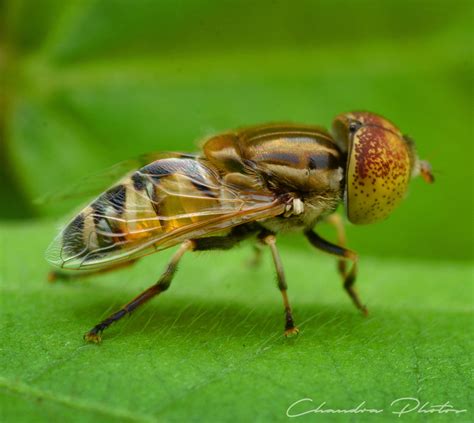 Hoverfly, FREE Stock Photo: Flower Fly on Leaf, Macro Photo, Royalty-Free Insect Stock Image