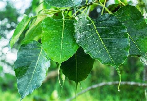 Peepal tree in English | Sacred fig | Pipal tree in English | Peepal plant