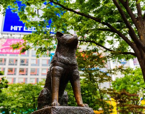 At first glance the small Hachiko Statue near Shibuya Scramble Crossing may not appear ...