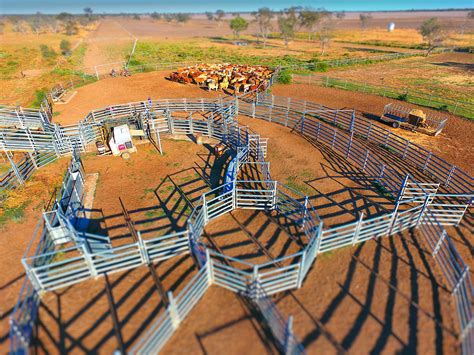 Maximising Safety - Cattle Yard Design - Charters Towers