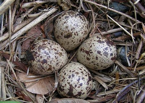 Speckled Eggs Wild Birds - unique rare bird