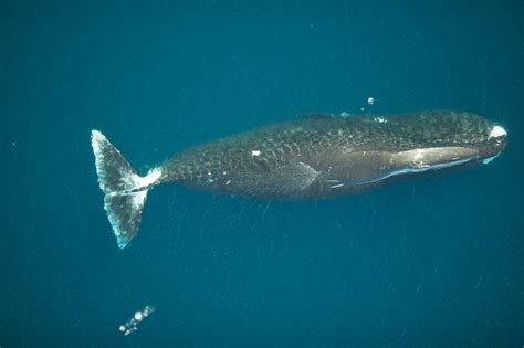 The Soundscape Where Spitsbergen’s Critically Endangered Bowhead Whales ...