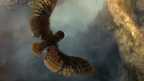 Owl Flying GIF - Owl Flying LegendOfTheGuardiansTheOwlsOfGaHoole - Discover & Share GIFs