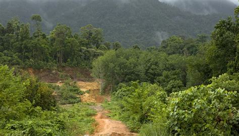 What Plants Live in the Canopy Layer? | Sciencing