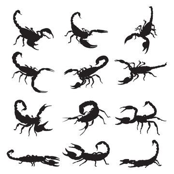 "Scorpion Silhouette" Images – Browse 100 Stock Photos, Vectors, and ...