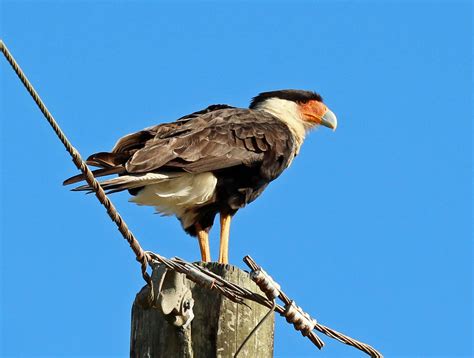 Costa Rica part 1 - Birds of Prey - Where to Watch Wildlife....Abroad - Wildlife - The RSPB ...