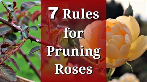 7 Rules for Pruning Roses - YouTube | Pruning roses, Rose care, Garden care