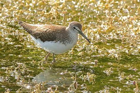 Green Sandpiper by Mike Trew - BirdGuides