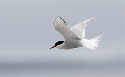 Arctic Tern | Audubon Field Guide