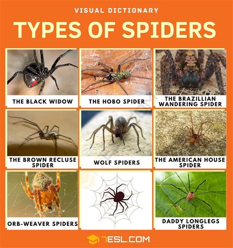 Types Of Spiders Common Spiders, Types Of Spiders, Save Animals Quotes ...