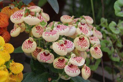 Pocketbook Plant Care: How to Grow Calceolaria Indoors