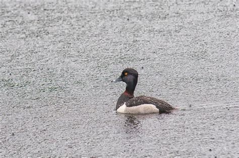 Male Ring-Necked Duck Photograph by Richard Leighton | Fine Art America