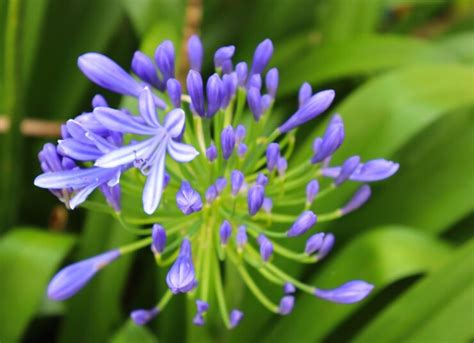 Premium Photo | Blue flowers on a stem in a garden