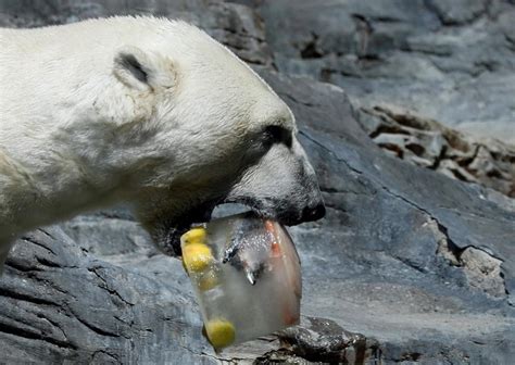 Prague zoo animals cool down with sorbet in the heat - 660 NEWS