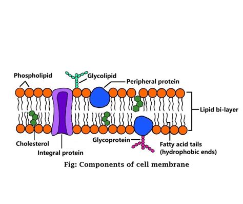 Cell Membrane