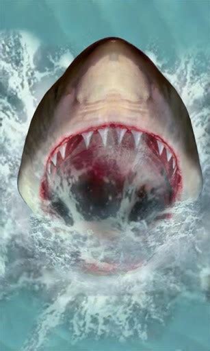 Shark Attack Wallpaper - WallpaperSafari