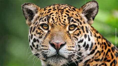 El Jefe, the only wild jaguar known in the United States has been ...