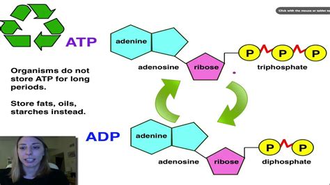 Atp Cycle Diagram And Labeled