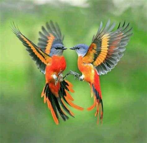 37 best Birds in flight images on Pinterest | Birds in flight ...