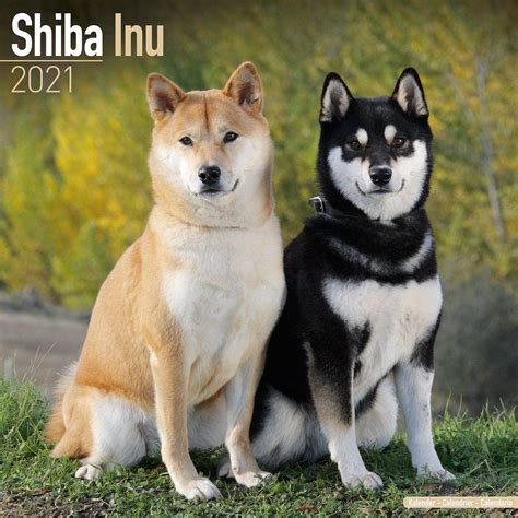 Shiba Inu - Dog Breed history and some interesting facts