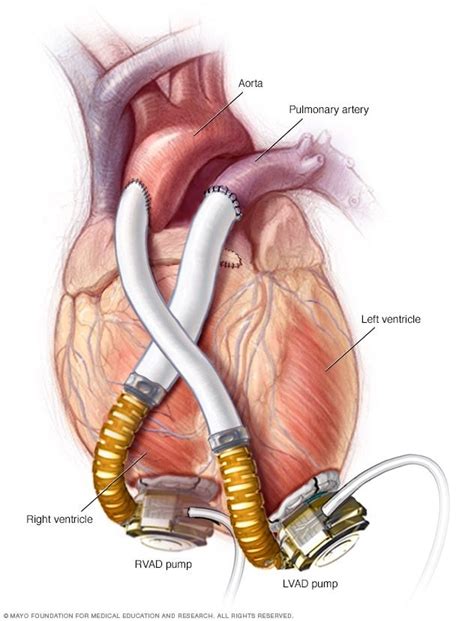 Pin on Physiology & Anatomy