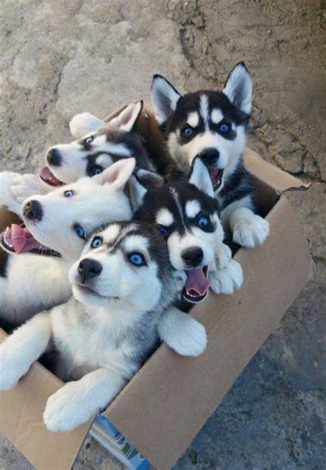 Husky Puppies For Adoption In Wisconsin - Puddingtocome