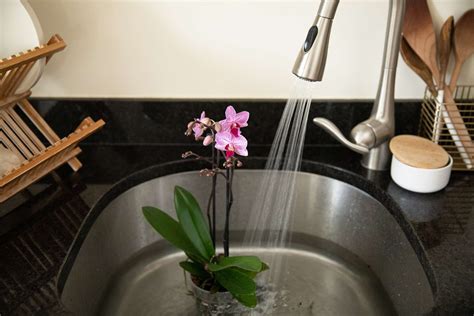 Learn Simple Tips for Watering Orchids and Common Mistakes to Avoid in 2020 | Orchids in water ...