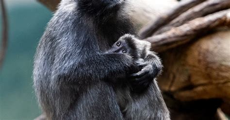 Monkey Sitting Hugging his Baby Monkey · Free Stock Photo