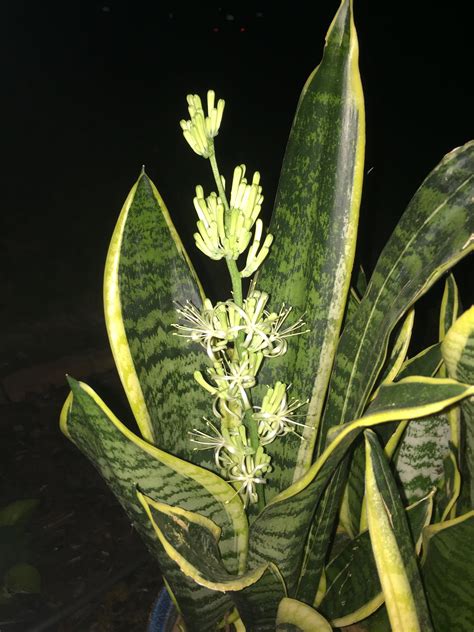 My snake plant flowered after 5 or so years. I was very surprised! | Snake plant, Planting ...