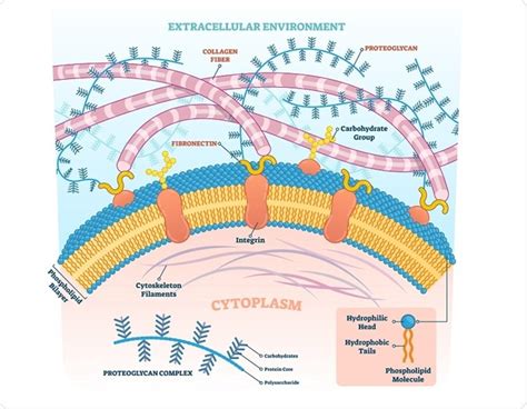 Structure and Function of Proteoglycans