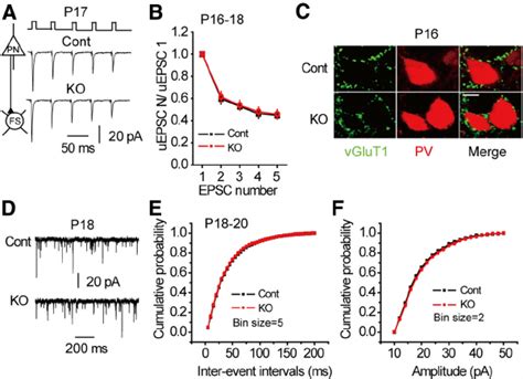 The initial formation of glutamatergic synapses on FS basket cells was ...