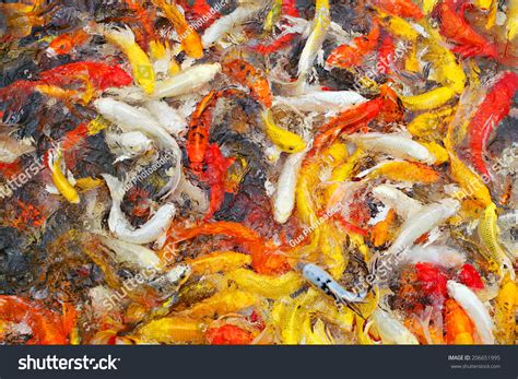 Beautiful Golden Koi Fish Fish Ponds Stock Photo 206651995 | Shutterstock