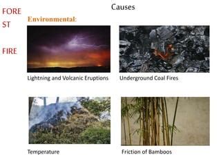 Forest fire | PPT