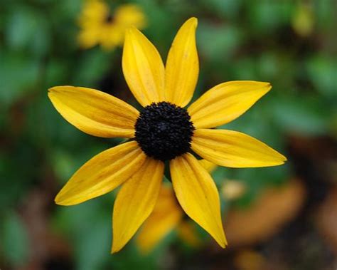 maryland state flower - Rudbeckia hirta Rudbeckia hirta, the Black-eyed ...