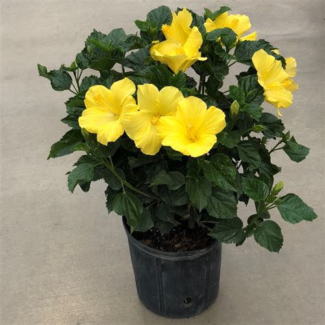 Departments - HIBISCUS, TROPICAL 10" BUSH