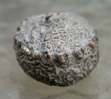 Louisville Fossils and Beyond: Dolatocrinus triangulatus? Crinoid Calyx Fossil