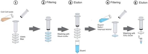 DNA Purification Without a Kit