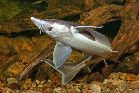 Scientists Decode Genome of Sterlet Sturgeon | Genetics | Sci-News.com