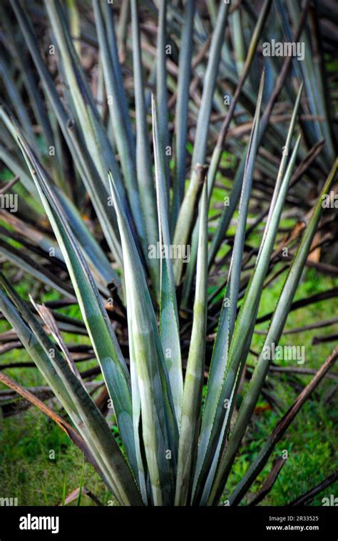 Blue Agave is used in the Production of Tequila Stock Photo - Alamy