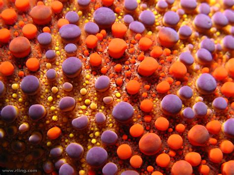 Firebrick Sea Star | Detail of a Firebrick Sea Star (Asterod… | Flickr