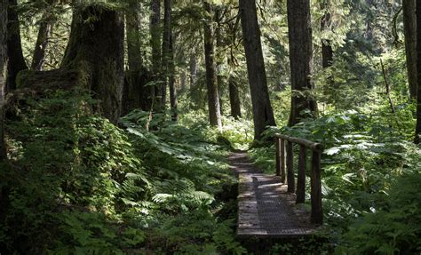 Low Prices on Tongass National Forest Scenic River Hike Tour in ...